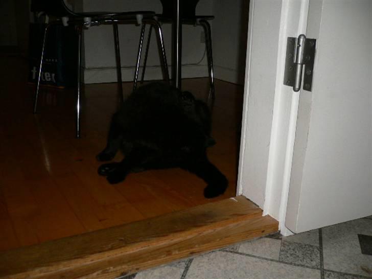 Blanding af racer Misser billede 16