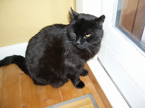 Blanding af racer Misser - Luk mig uuud!!! billede 17