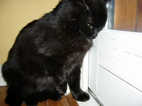 Blanding af racer Misser billede 18