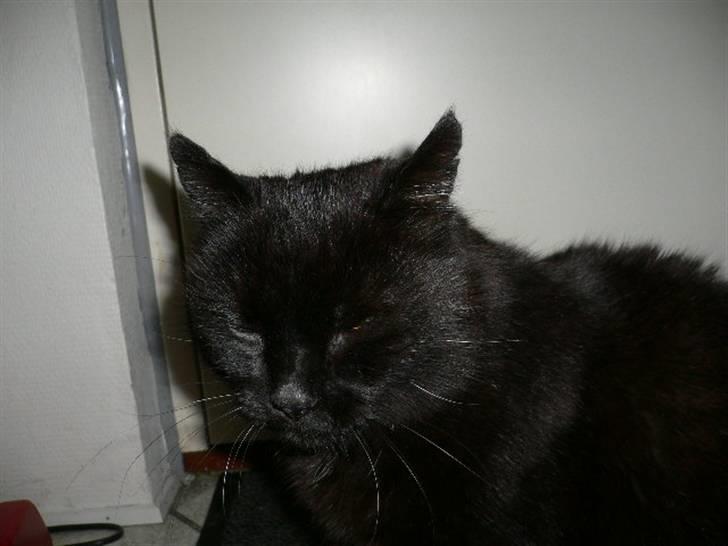 Blanding af racer Misser billede 19