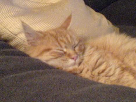 Maine Coon Miss Grazia solgt - ZZZZzzzzzz.....  billede 13