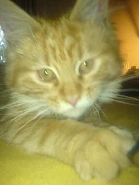 Maine Coon Miss Grazia solgt - Hej billede 14