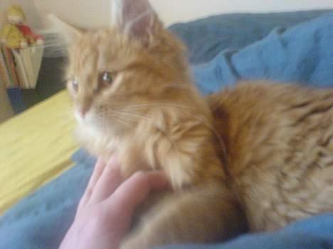 Maine Coon Miss Grazia solgt - åååå.... ja klø mig lige der billede 15