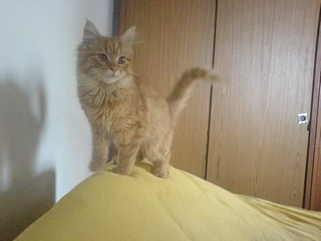 Maine Coon Miss Grazia solgt - God udsigts plads billede 16