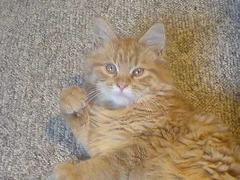 Maine Coon Miss Grazia solgt - se jeg kan vinke billede 17