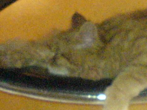 Maine Coon Miss Grazia solgt - ZZZZzzzzzzzzzz. snorker så meget at billede er blevet helt rystet GRINER billede 18