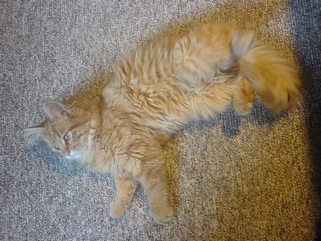 Maine Coon Miss Grazia solgt - ligger lige her og flyder ud billede 19