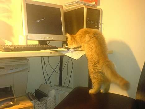 Maine Coon Miss Grazia solgt - hjælper lige mor med at fange musen så hun kan komme vidre billede 20