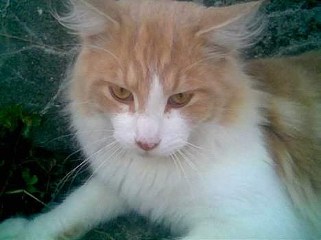 Maine Coon callas ( R.I.P ) - callas der jeg næsten lige havde fået ham.han er lidt træt billede 4