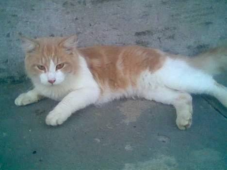 Maine Coon callas ( R.I.P ) - callas der jeg næsten lige havde fået ham. som ligger i solen  billede 6