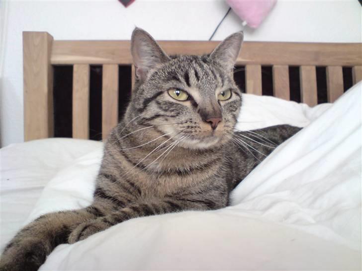 Huskat Mille billede 1