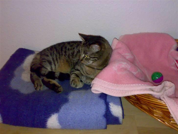 Huskat Mille - Vores kære lille mille sover til middag :) billede 2