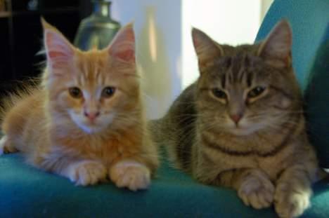 Maine Coon Oskar  billede 8