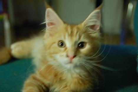 Maine Coon Oskar  billede 9