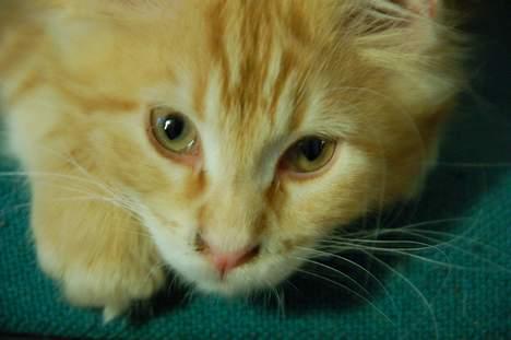 Maine Coon Oskar  billede 10