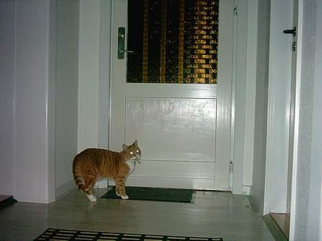 Huskat Walter billede 11