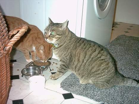 Huskat Walter billede 12