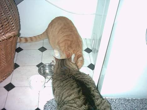 Huskat Walter billede 13