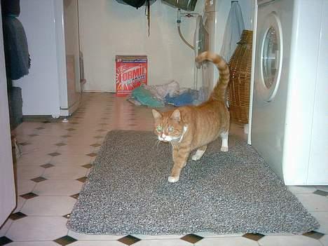 Huskat Walter billede 14