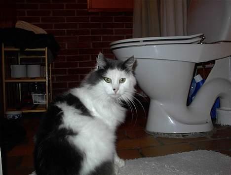 Blanding af racer Tot billede 1