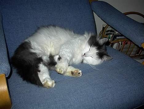 Blanding af racer Tot billede 2