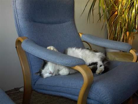 Blanding af racer Tot billede 3