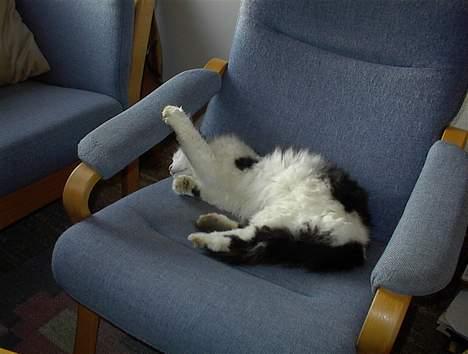 Blanding af racer Tot billede 4