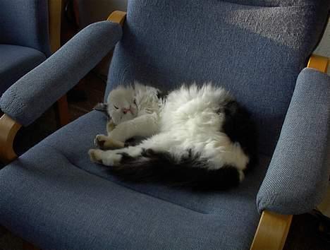 Blanding af racer Tot billede 5