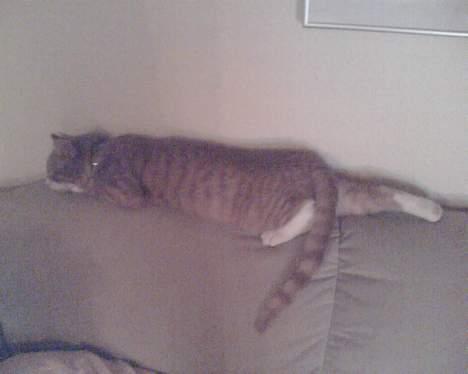 Huskat Walter billede 15