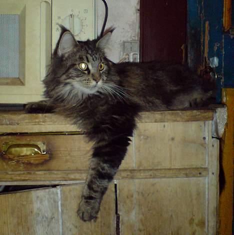 Maine Coon Ankicoon´s Shanti billede 15