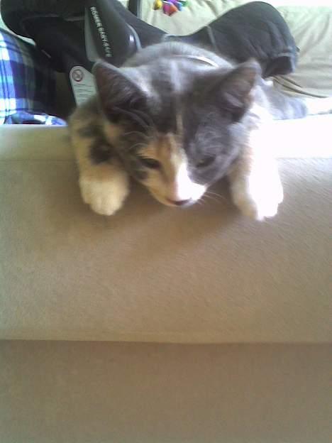 Huskat gucci billede 1