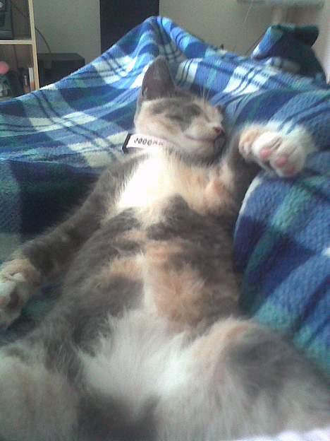 Huskat gucci billede 2