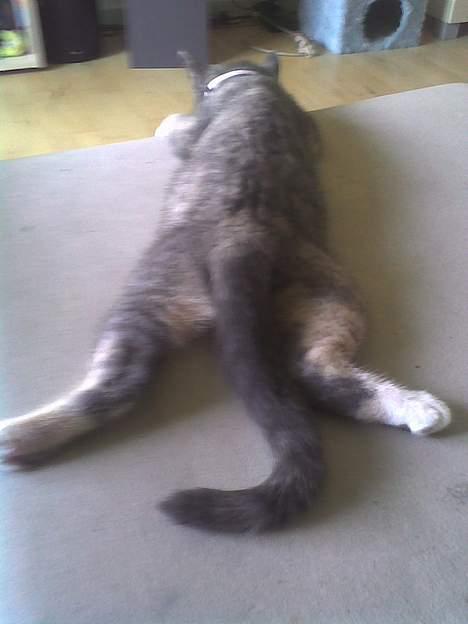 Huskat gucci billede 3