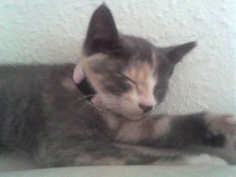 Huskat gucci billede 4