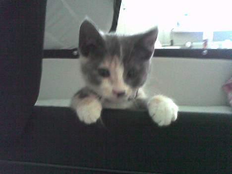 Huskat gucci billede 5