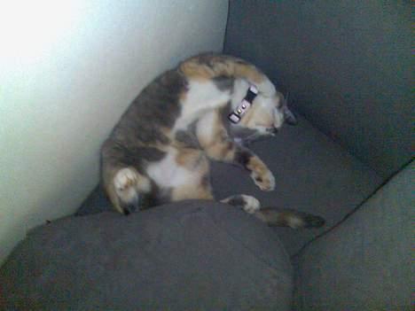 Huskat gucci billede 6