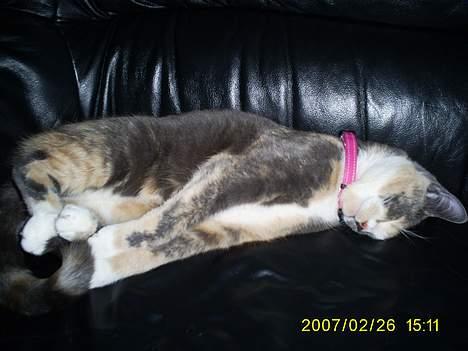 Huskat gucci billede 8