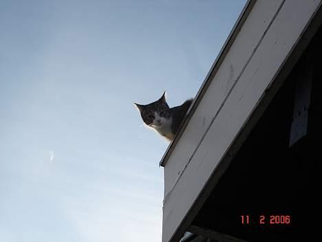 Huskat Trunte billede 6