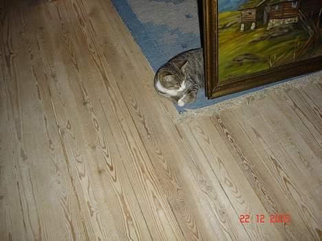 Huskat Trunte billede 7