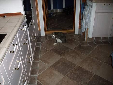 Huskat Trunte billede 8