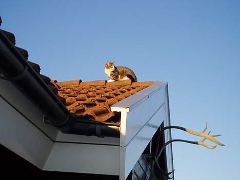 Huskat Trunte billede 9