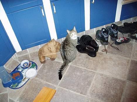 Huskat Trunte billede 10