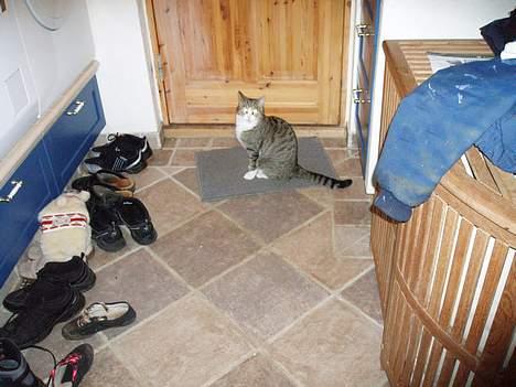 Huskat Trunte billede 11