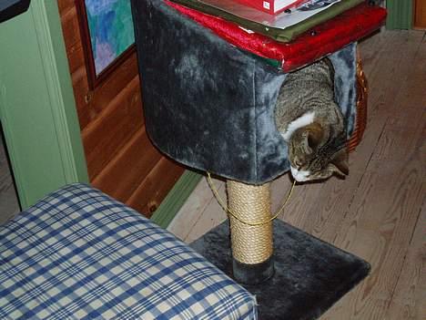 Huskat Trunte billede 12