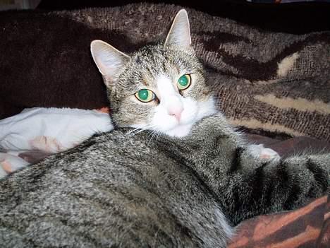 Huskat Trunte billede 13