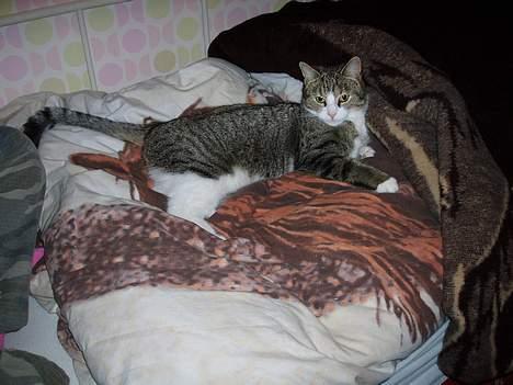 Huskat Trunte billede 14