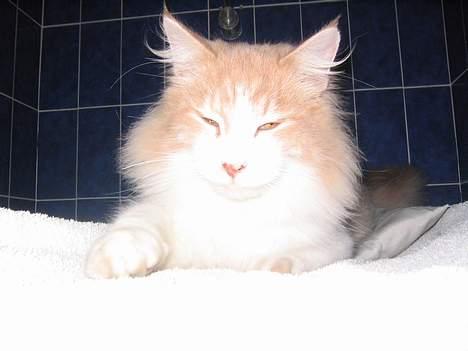 Maine Coon callas ( R.I.P ) - så er det vis min tur billede 10