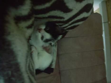 Blanding af racer Tilde billede 2