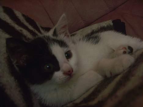 Blanding af racer Tilde - Igen lille, ligger og hygger på tæppet i sofa´en. billede 3