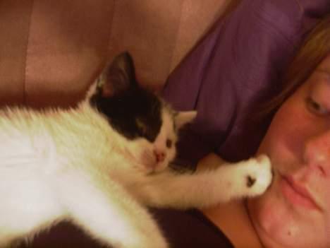 Blanding af racer Tilde - Ligger påm mig og hygger. billede 4